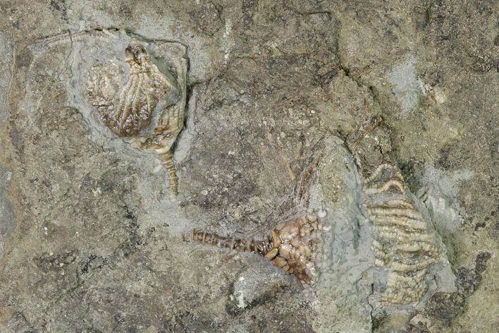Three Species of Crinoids on One Plate - Gilmore City, Iowa #148693